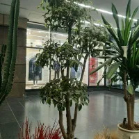 سانسوریا|گل و گیاه طبیعی|ری, اقدسیه|دیوار