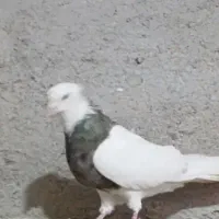 کبوتر‌طوقی