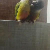 جفت گرینچیک ۱۱ماهه و ۹ ماهه