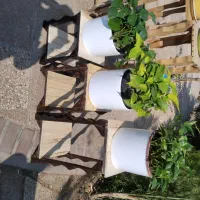 انواع گل‌های آپارتمانی وگلدان ونهال