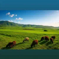بره نروماده پاییزی
