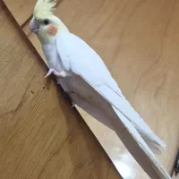محدوده باقرزاده و محمد جعفری گمشده