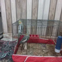 عروس هلندی جفت۱۲۵۰