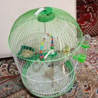 یک عروس هلندی|پرنده|گلستان (کرمان), |دیوار