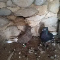 دمی نروماده درجه یک|پرنده|دوگنبدان, |دیوار