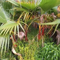 پالم تنه قرمز واشنگتن و یاس هلندی