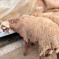 گوسفند بره پرواری