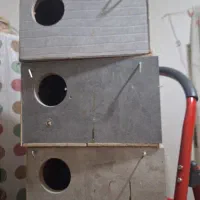 لونه عروس هلندی