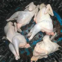 مرغ (تلفاتی) غذای سگ و گربه