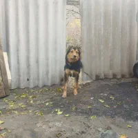 سگ ژرمن|سگ|تبریز, |دیوار