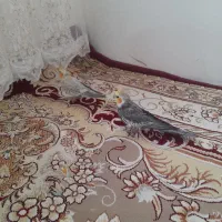 عروس هلندی به شرط تخم وجوجه باقفس ولونه ۱۳۰۰