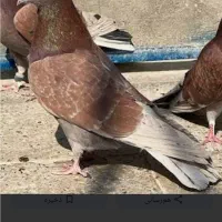 مفلق یا جوجه سرخ گمشده