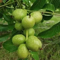 باغ-درصومعه-بصورت-نقدی-یا-قابل-معاوضه
