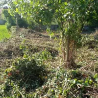 علفتراشی با دستگاه|خدمات باغبانی و درختکاری|لاهیجان, یوسف آباد|دیوار