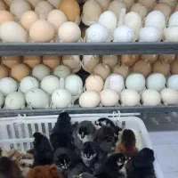 جوجه گلین اصل یک روزه تا یک ماه