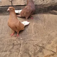 جفت دم سفید سرخ و زرد