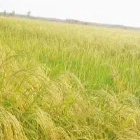 فروش-زمین-کشاورزی-شالیزار