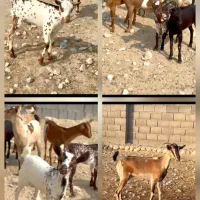 بوئر|حیوانات مزرعه|تهران, سلیمانی|دیوار