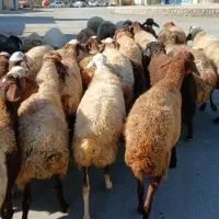 جوان ومالچه ۳۴راس میش یا گوسفند آبستن داشتی|حیوانات مزرعه|سنندج, |دیوار