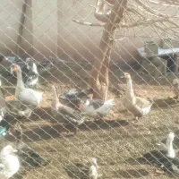 اردک و غاز و قوغاز