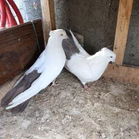 کبوتر دم بادمجانی