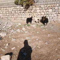 ۴عددبزغاله ۳نرویک ماده بفروش میرسد|حیوانات مزرعه|سیوان, |دیوار