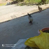 ده عدد مرغ و یک عدد خروس محلی سه عدد بوقله هفت ماه