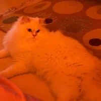 گربه پرشین اصیل