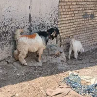 بهده|حیوانات مزرعه|شهرکرد, |دیوار