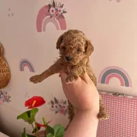 تاینی پودل|سگ|کرج, فاز ۴ مهرشهر|دیوار