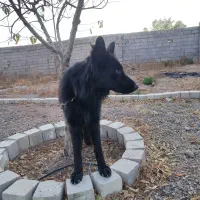 گمشده|حیوانات|زنجان, |دیوار