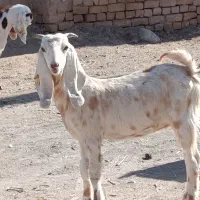 کولار بزغاله پاکستانی