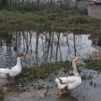 یک جفت غاز دورگه ۳ میلیون تومان