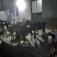 بز و کهره|حیوانات مزرعه|بندرعباس, |دیوار