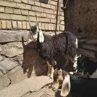 بزغاله نربزی شاخ راست