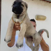 سگ کانگال-سرابی-پژدر نگهبان