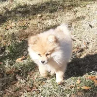 سگ پامر|سگ|کرمانشاه, |دیوار