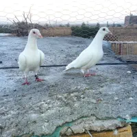 جف سفید کلاغ