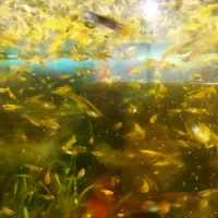 ماهی گوپی|ماهی|اهواز, فاز ۲ پادادشهر|دیوار