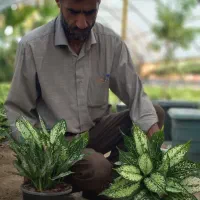 آگلونما برفی گلدان چهارده،سطل سه و سطل چهار