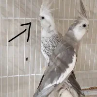 عروس هلندی مولد ایزابلا