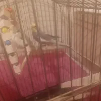 پرنده عروس هلندی مولد|پرنده|پرند, فاز ۶|دیوار