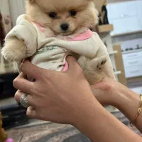 پامرخرسی فقط 16