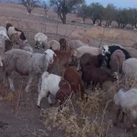 فروش ۶۰ راس گوسفند چینی سالم و جوان
