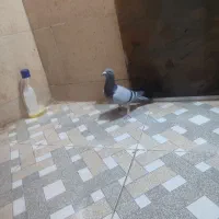 ماده بلژیک شناسامدارمولد