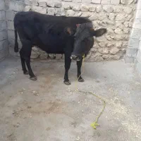 گاو حامله|حیوانات مزرعه|قره ضیاالدین, |دیوار