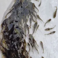 تولیدوفروش بهترین نژاد ماهیان کپور و آمور