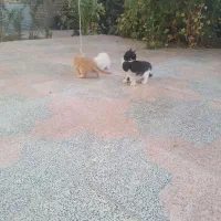 بچه گربه ملوس ۳عددخانگی