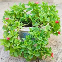 تعداد زیادی گلدان گل طبیعی شاداب سر حال