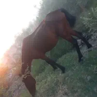 اسب دره شور۶ساله سرحال